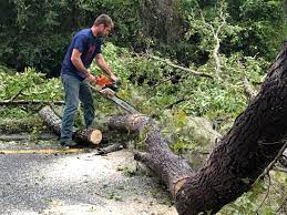 Best Tree and Shrub Care  in Vallejo, CA