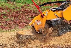 Tree and Shrub Care in Vallejo, CA