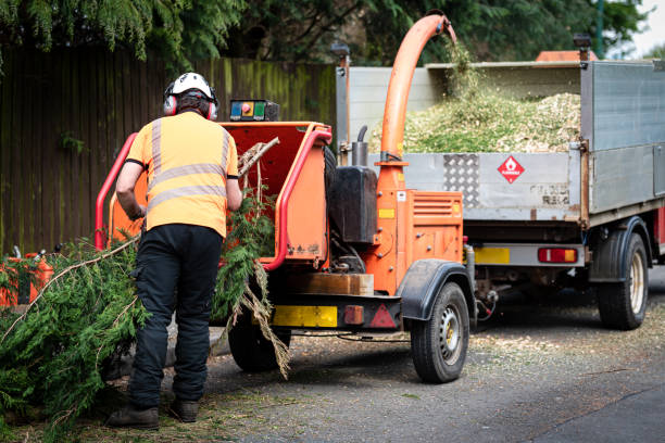 Best Organic Lawn Care Solutions  in Vallejo, CA
