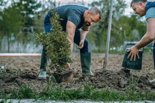 Best Leaf Removal  in Vallejo, CA