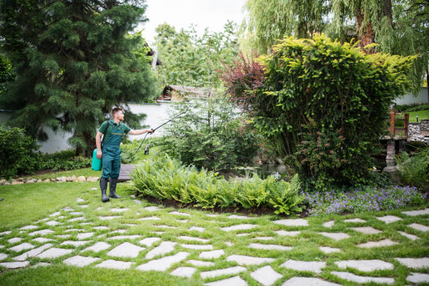 Lawn Renovation and Restoration in Vallejo, CA