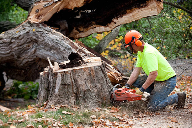 Best Lawn Grading and Leveling  in Vallejo, CA
