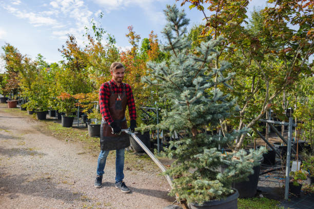 Trusted Vallejo, CA Tree Services Experts