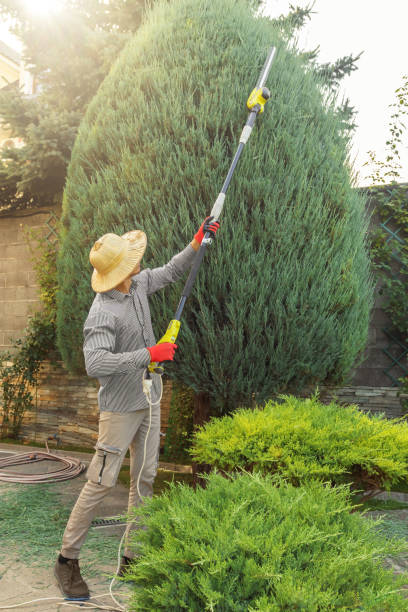 How Our Tree Care Process Works  in  Vallejo, CA